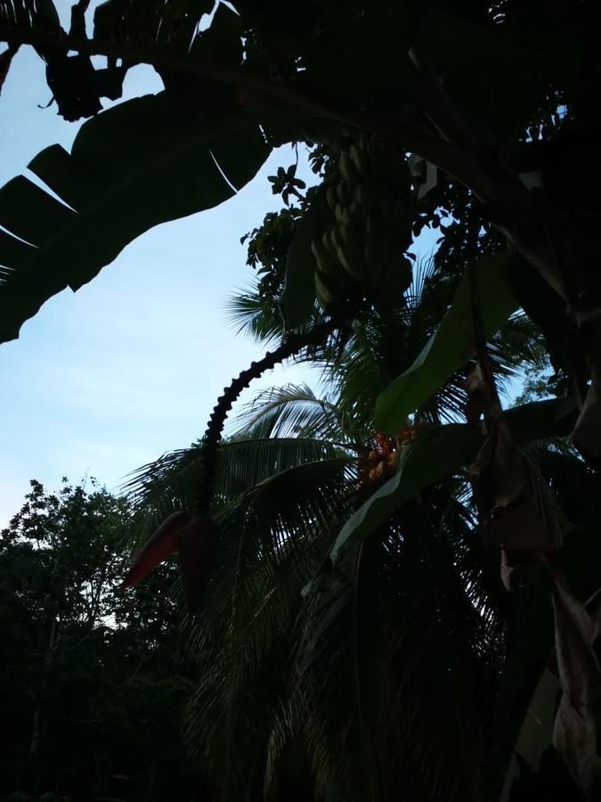 Villa Casita Amarilla Cahuita Exterior foto